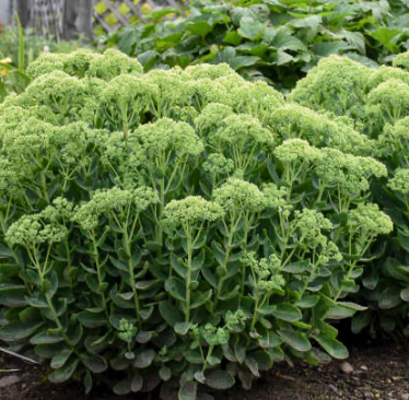 Sedum (Green)