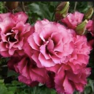Lisianthus (Carmine)