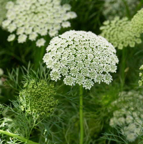Laceflower, Ammi (Green Mist)