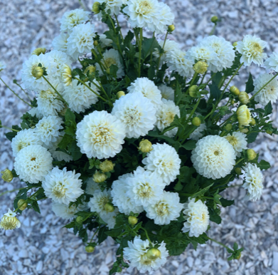 Dahlia (White, Small)