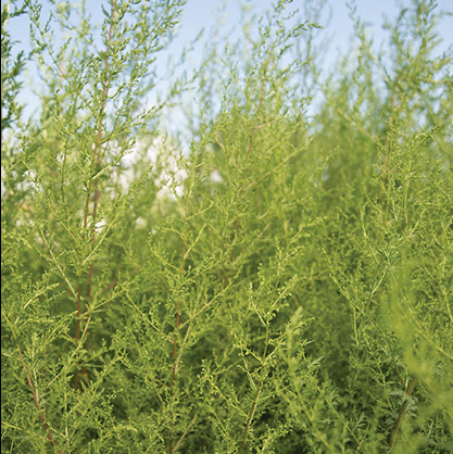 Sweet Annie Foliage