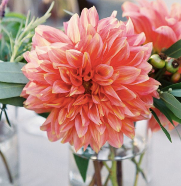 Dahlia (Coral Shades, Medium)