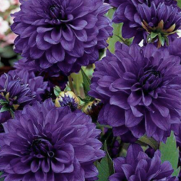 Dahlia (Plum Shades, Medium)