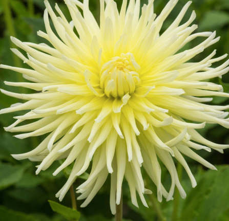 Dahlia (Yellow Shades, Medium)