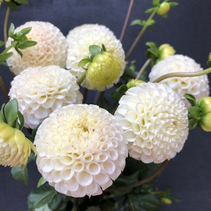 Dahlia (White, Small)