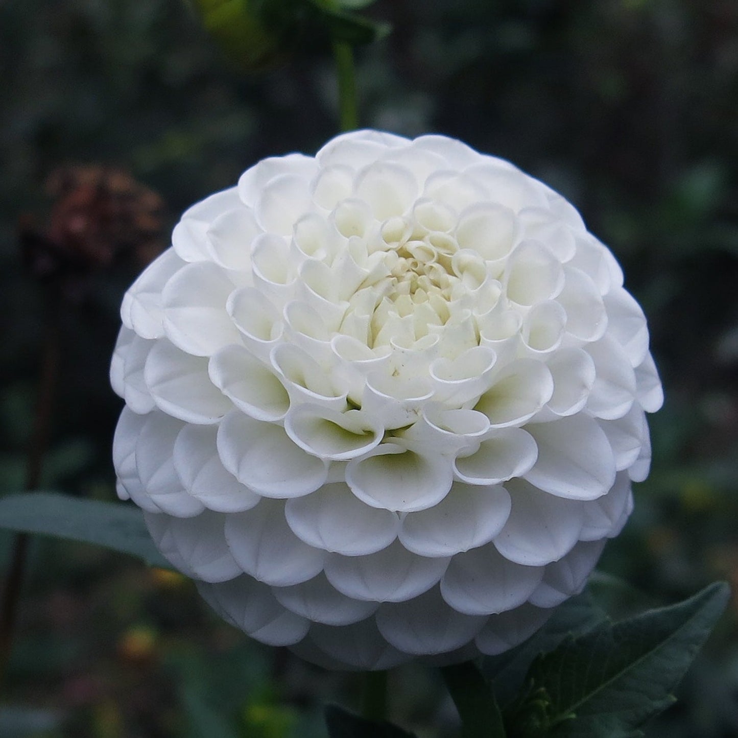 Dahlia (White, Small)
