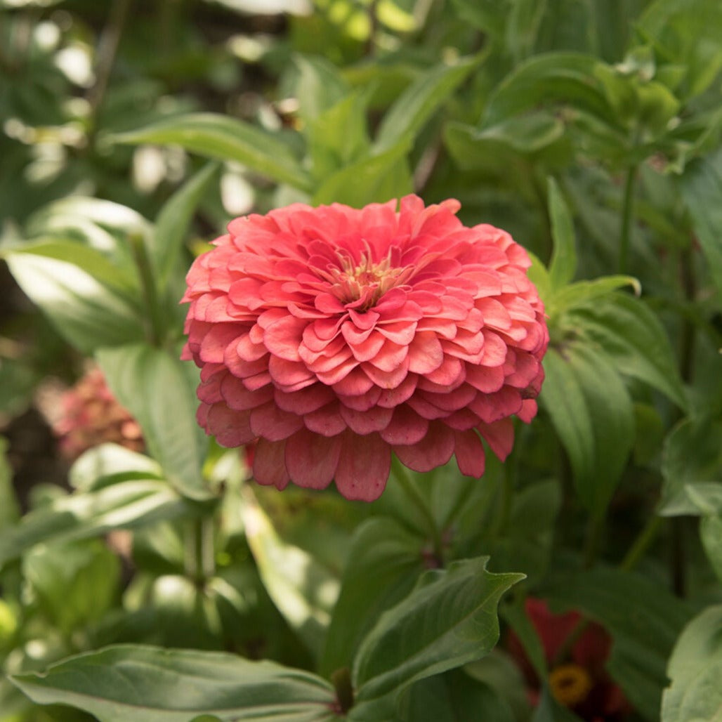 Zinnia, Oklahoma (Coral)