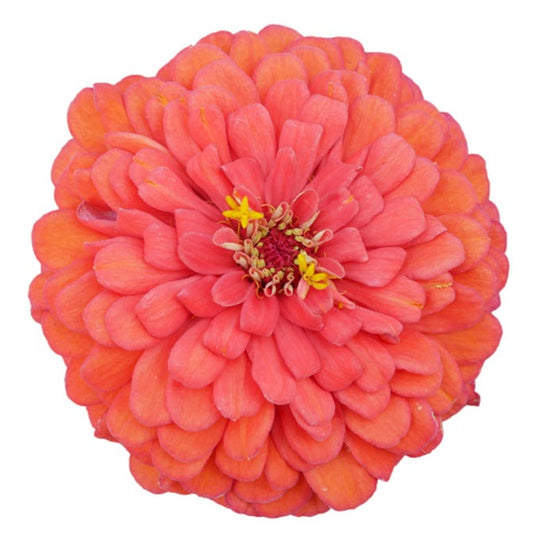Zinnia, Oklahoma (Coral)
