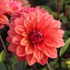 Dahlia (Coral Shades, Medium)