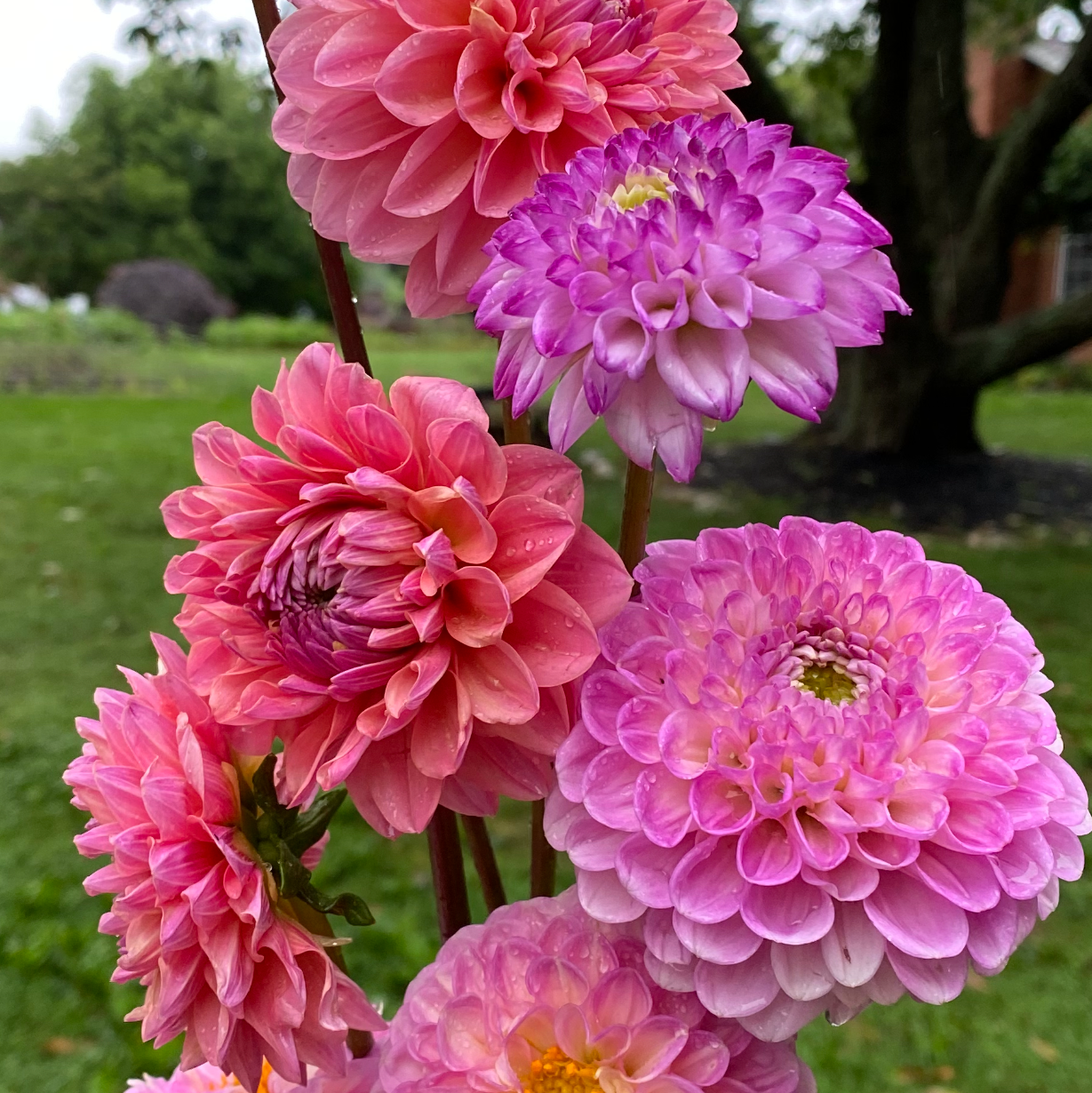 Dahlia (Mixed, Medium)